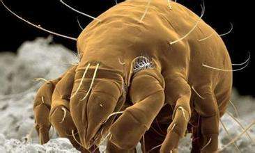 螨虫正在危害您的肌肤！！！除螨，刻不容缓！